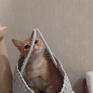 温かく見守ってくださる方を募集させて頂きます