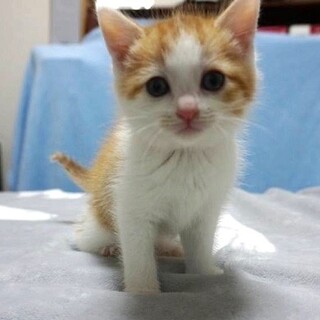 生後2ヶ月半可愛い4兄妹です