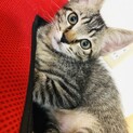 3ヶ月子猫♂里親募集中！--7/24譲渡会参加--