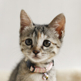 募集停止キジトラ女の子サニー