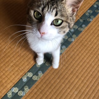 くっきりアイライン、人懐こい美人猫