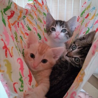 甘えん坊な兄妹☆生後2か月