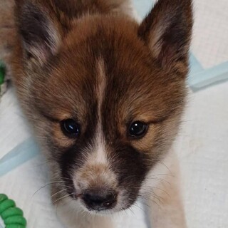 可愛い姉妹の優しい家族を探しています