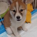可愛い姉妹の優しいお家をさがしています