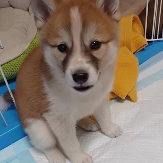 可愛い姉妹の優しいお家をさがしています