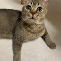 ブリティッシュのテッドくん♡唯一無二の可愛さです