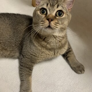 ブリティッシュのテッドくん♡唯一無二の可愛さです