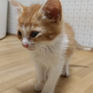 6/30保護 生後1ヶ月雑種メス人懐こいかわいい子