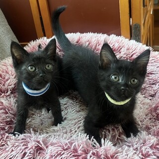 ♦2ヶ月の男の子♦