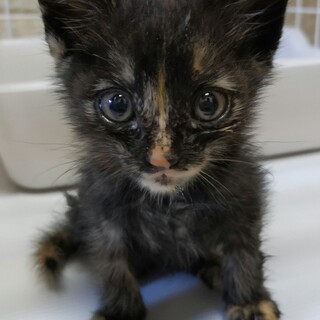 6/30保護 生後1ヶ月雑種メス綺麗な子