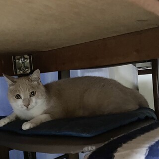 野良には戻りたくない！