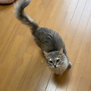 とってもマイペースな甘えん坊ちゃん