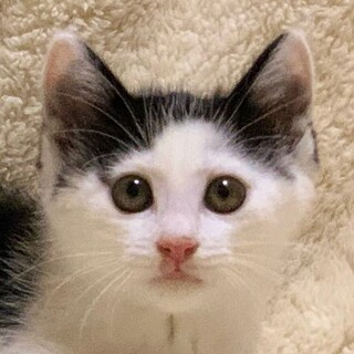 9/4　譲渡会参加予定☆ボルダーくん