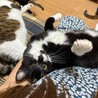人見知りなところがたまらんあまえんぼハナクロちゃん