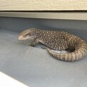 成体サバンナモニター♂