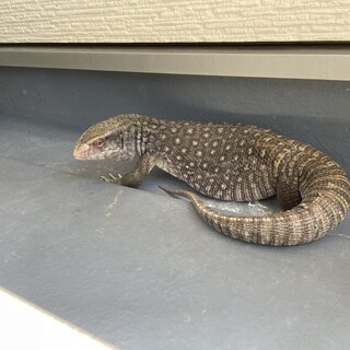 成体サバンナモニター♂