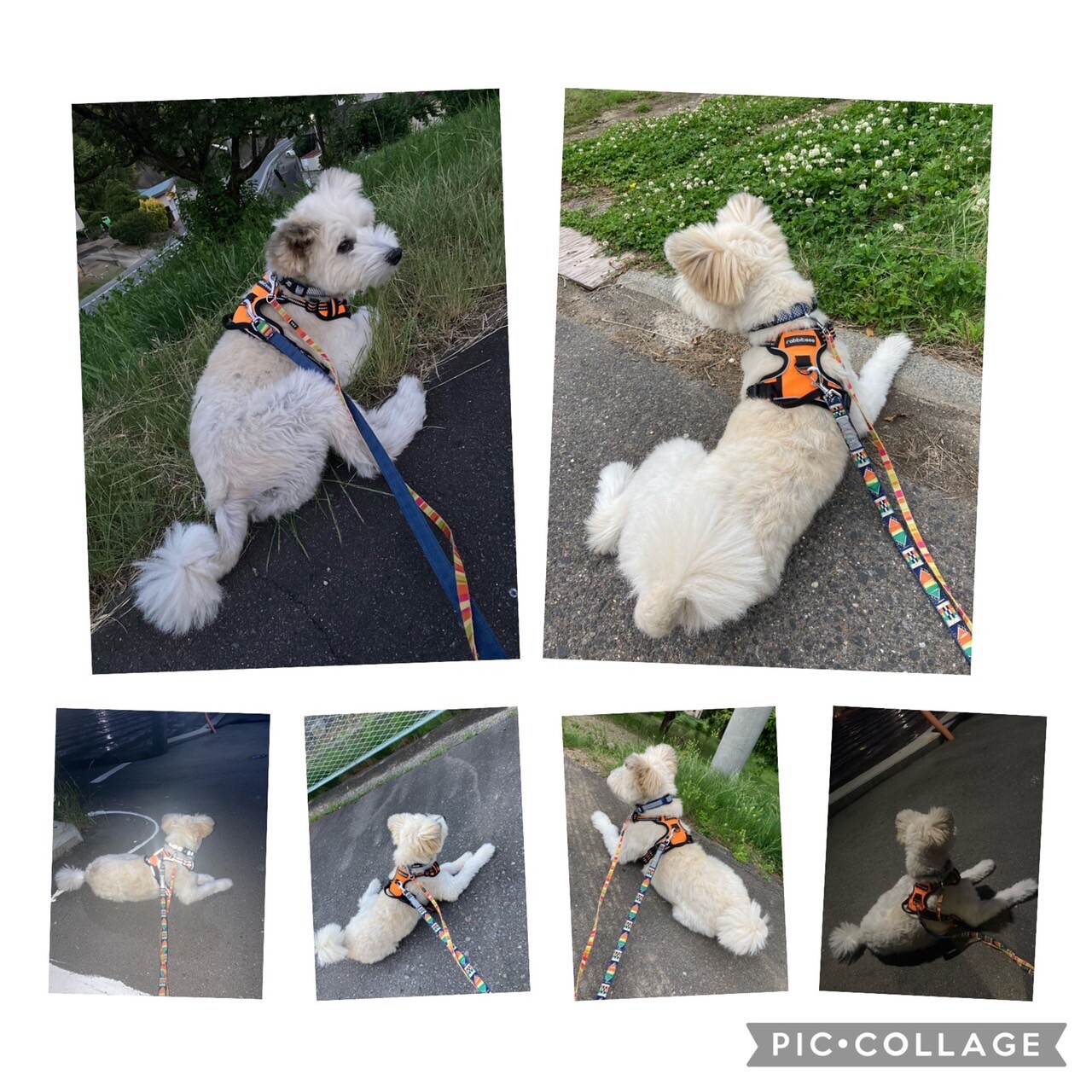 ビビりだけど慣れると元気 長野県 犬の里親募集 ペットのおうち 月間利用者150万人