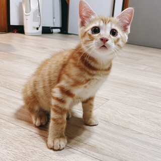 生後3ヶ月弱 手術済み 6兄妹　2/6