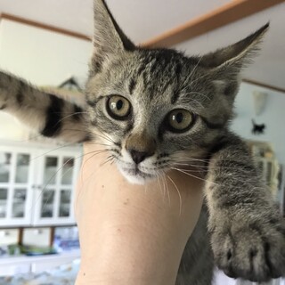 8/7(日)所沢譲渡会♪　穏やかな仔猫ナイトくん