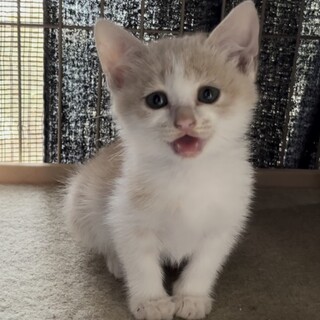 とってもお利口で人懐っこい困り顔の天使ちゃん。