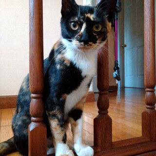 構ってちゃんのメイちゃん⭐︎