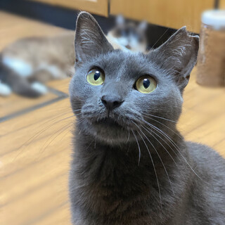 ベルちゃん