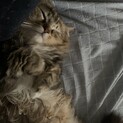 この子のことお願いいたします。