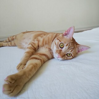 シャイで陽気な美男子♡クルーニー(11カ月)