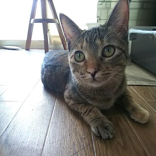 かわいい食いしん坊♡コモちゃん(11か月)