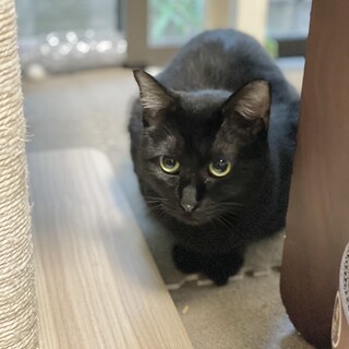 またいでも逃げないのにまだ触れぬ黒猫4歳