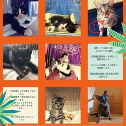 保護ねこ☆小さな譲渡会