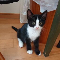 保護ねこ☆小さな譲渡会 サムネイル2