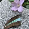 優さ さん