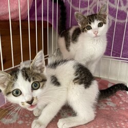 保護ねこ☆小さな譲渡会 サムネイル3