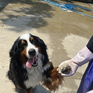 バーニーズ　男の子