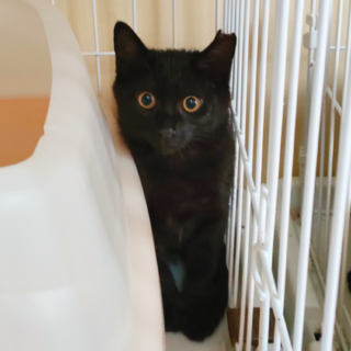 動物病院の保護猫・まん丸おめめのちっちゃな男の子