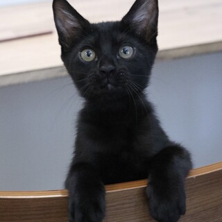 可愛い黒猫ちゃんを幸せにしてください！