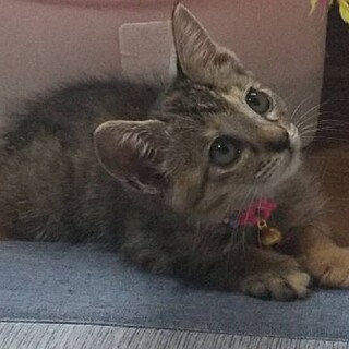 瀕死から生き延びた「あんこ」ちゃん