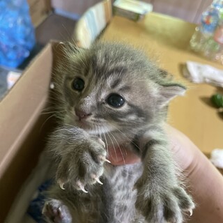 急募　グレーの男の子　子猫