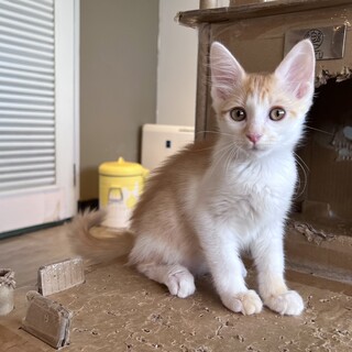 おっとりさん『ハッチ』