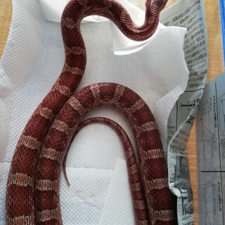 コーンスネーク　ノーマル