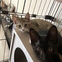 兄弟でお迎えいただける方！