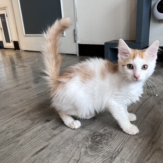 おしゃべり『はに男』