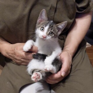 可愛い人馴れしたキジ白のニエル君