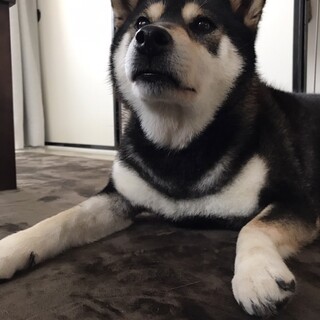 代理投稿　黒柴のさっちゃん里親様決定です