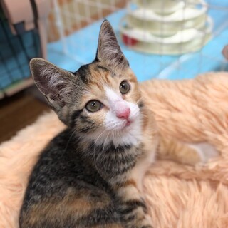【3ヶ月】遊ぶの大好き！三毛猫の女の子♪