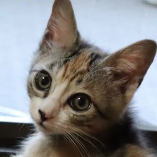 わんぱく少女☆三毛仔猫のちゃぺちゃん❣️