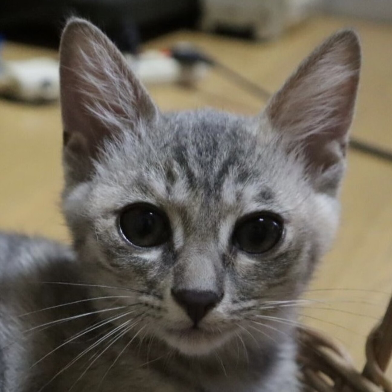 運動神経抜群 グレーサビ 大阪府 猫の里親募集 4196 ペットのおうち 月間利用者150万人 運動神経抜群 グレーサビ 大阪府 猫の里親募集 4196 ペットのおうち 月間利用者150万人