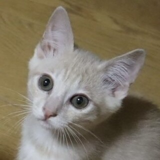 おっとりマイペースな薄茶トラ男子仔猫のサンテ君❣️