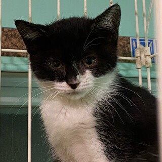 3ヶ月くらいの黒白の女の子